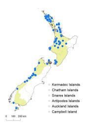 Notogrammitis pseudociliata distribution map based on databased records at AK, CHR & WELT.
 Image: K.Boardman © Landcare Research 2021 CC BY 4.0